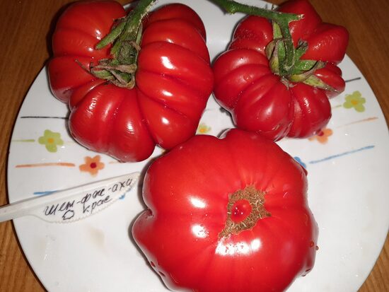 Шен-фас-аха красная